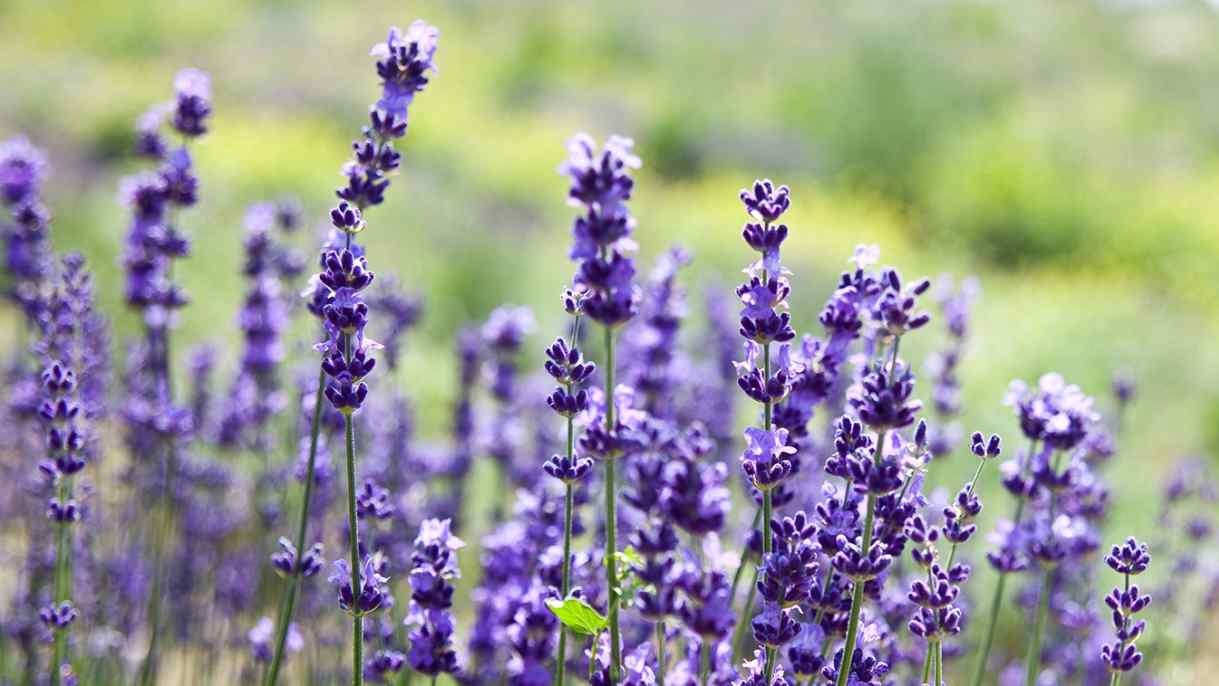 Aromatische Kinesiologie®